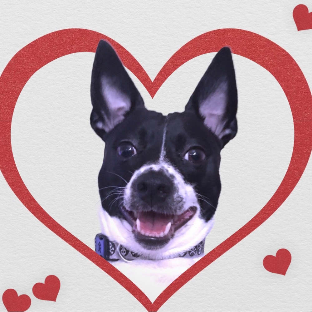 Hi 🐾 ⭐️ 🥂 🐾 💥 - Picture 3 of 6